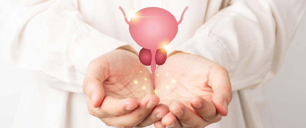 Blase und Prostata: Gesunde Anatomie in den Händen eines Arztes
