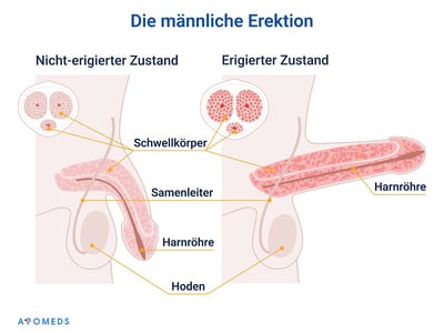 Eine grafische Darstellung der männlichen Erektion